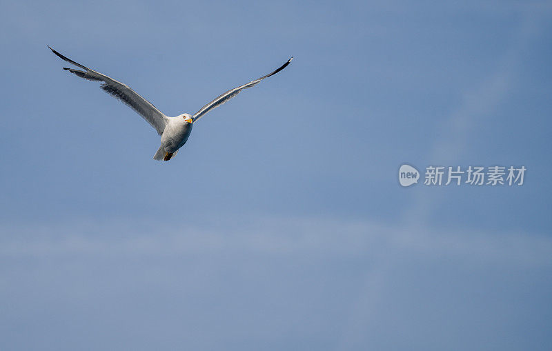 海鸥的特写，海鸟在他脚下的晴空中飞翔