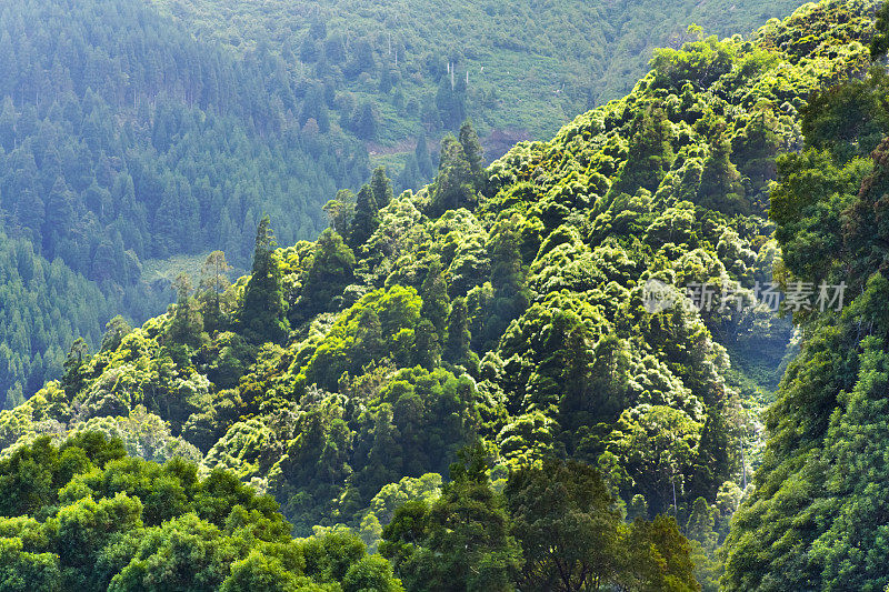 从蓬塔达马德鲁加达的视角看风景，陡峭的森林。圣米格尔，亚速尔群岛，葡萄牙。