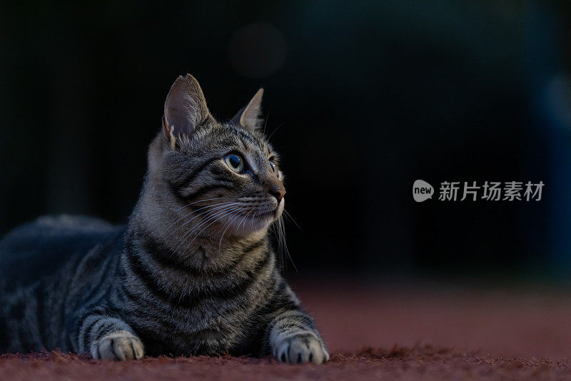 斑纹流浪猫正在抬头看。