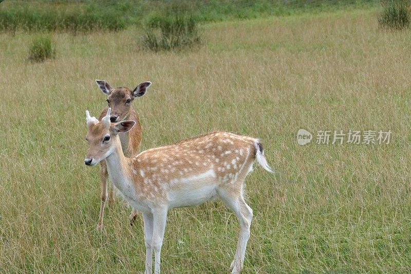 在黎明时分。雄鹿和母鹿在森林空地上。巴伐利亚,德国。