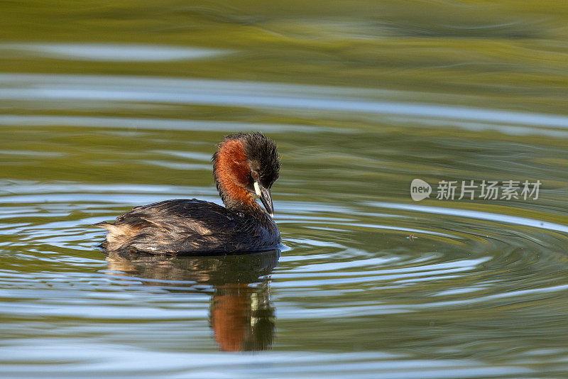 成年小??(学名:Tachybaptus ruficollis)