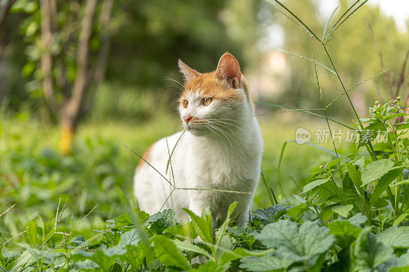 可爱的白姜猫在户外草地上休息