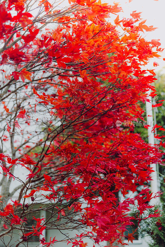 秋天阳光下的红枫树