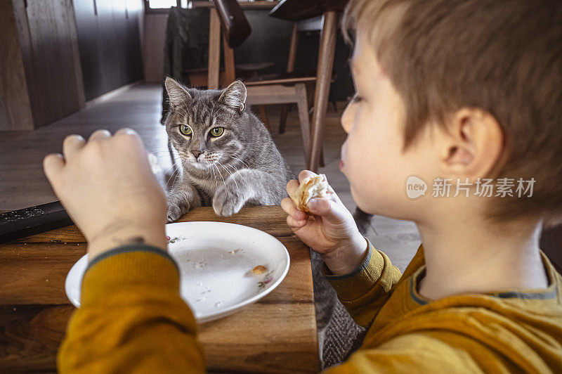 孩子和猫咪在家里玩耍