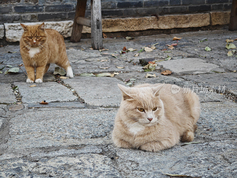 只流浪猫