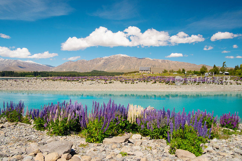 在Tekapo湖的Lupins