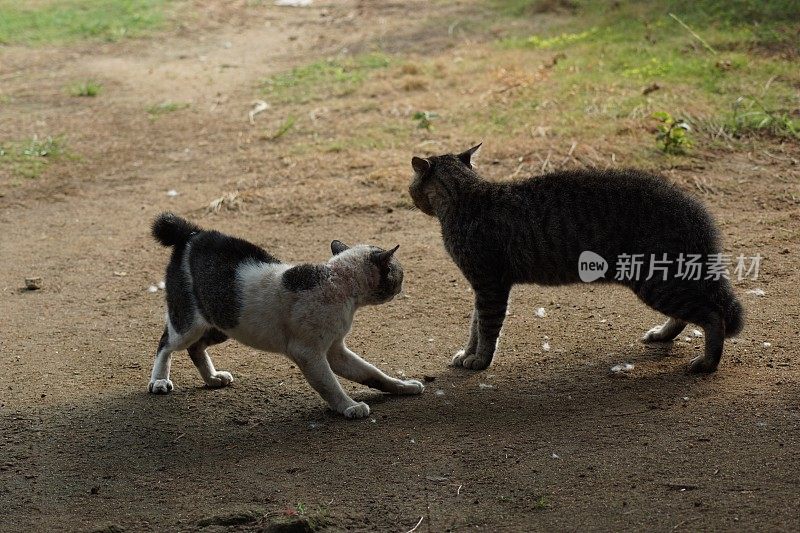 两只流浪猫为争夺地盘而打架