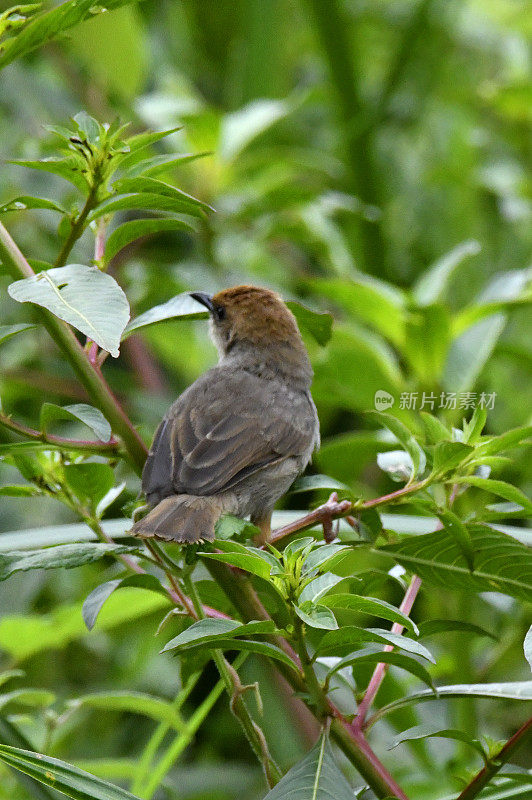 卡拉瑟斯的Cisticola