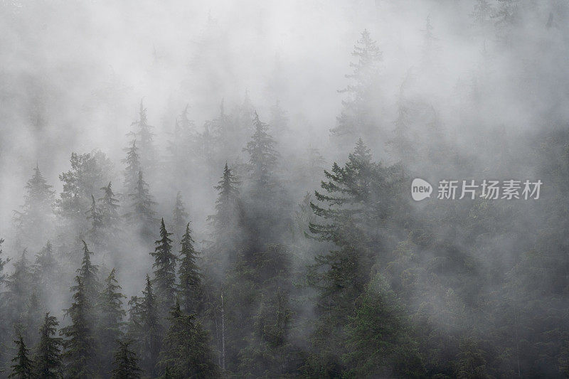 雾蒙蒙的热带雨林温哥华岛