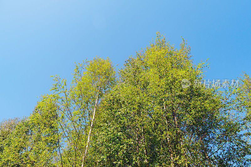 在一个阳光明媚的日子里，白桦树的树梢映衬着蓝天。春天。白桦树林。日志的概念。生长迅速的植物。副本的空间。森林景观。高的树。郁郁葱葱的花冠，绿油油的叶子