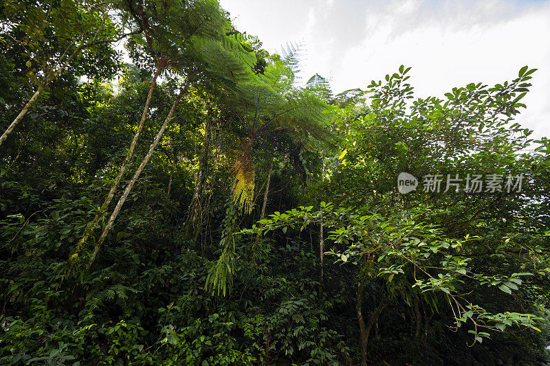 苏门答腊岛丛林热带绿色林木线