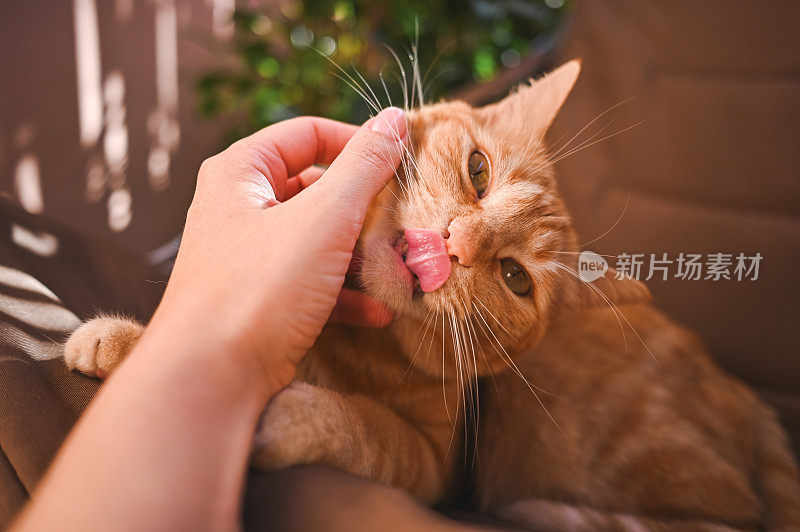 女人在家里抚摸可爱的虎斑猫