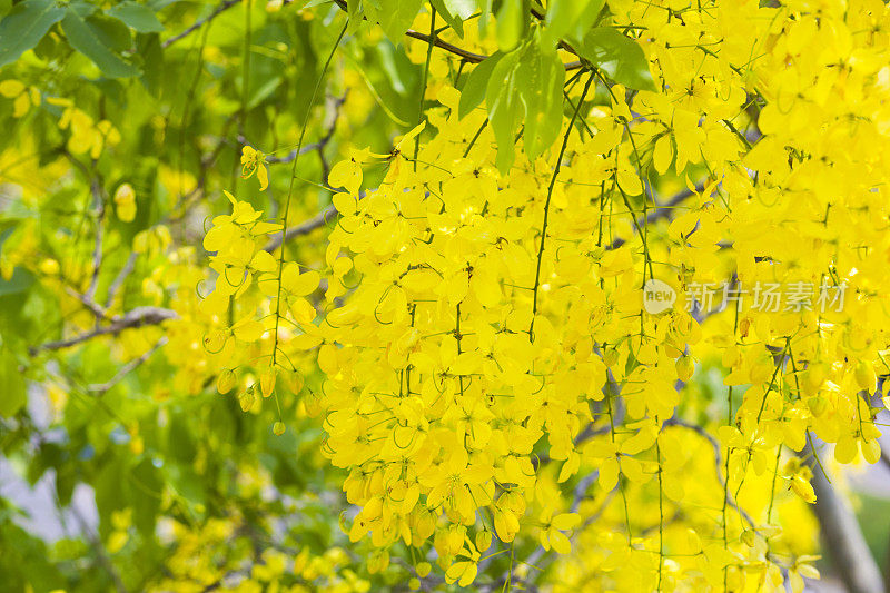 泰国国树金花树的黄色花朵