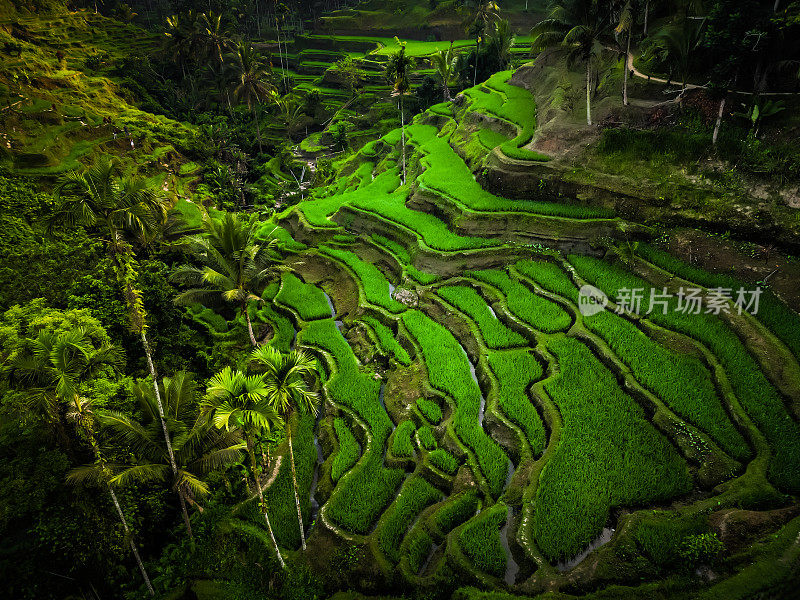 鸟瞰美丽的Tegallalang水稻梯田，周围环绕着热带森林，巴厘岛，印度尼西亚。巴厘岛乡村风光，稻田露台花园在一个村庄与早晨的阳光和薄雾。
