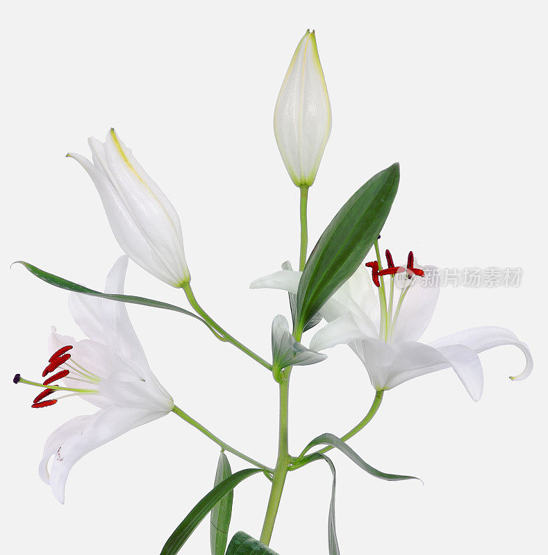 有花和茎的百合植物，孤立在白色上