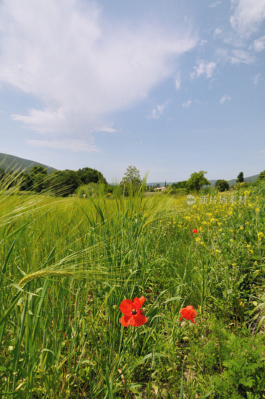 野草和罂粟在草地上飞舞