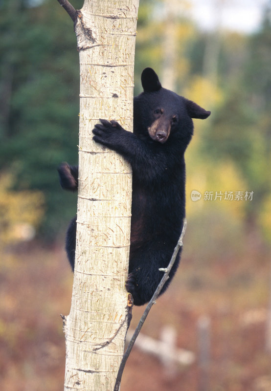 树上的黑熊幼崽