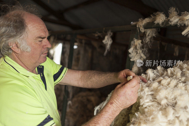 澳大利亚牧羊农民正在检查羊毛