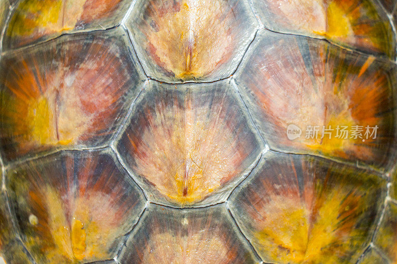 一个玳瑁海龟壳的特写