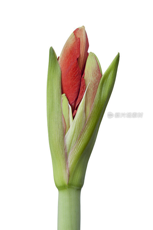 孤挺花(hippeastrum)