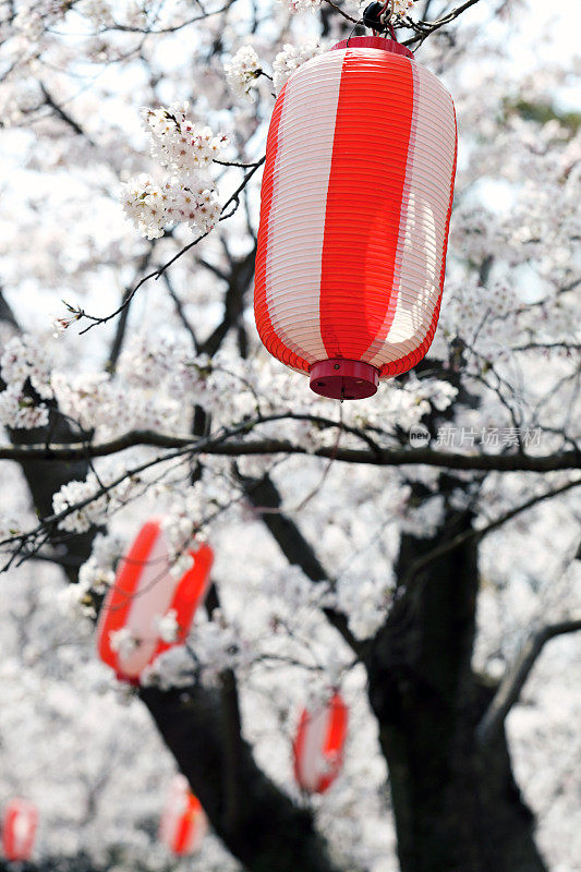 花灯映衬日本樱花