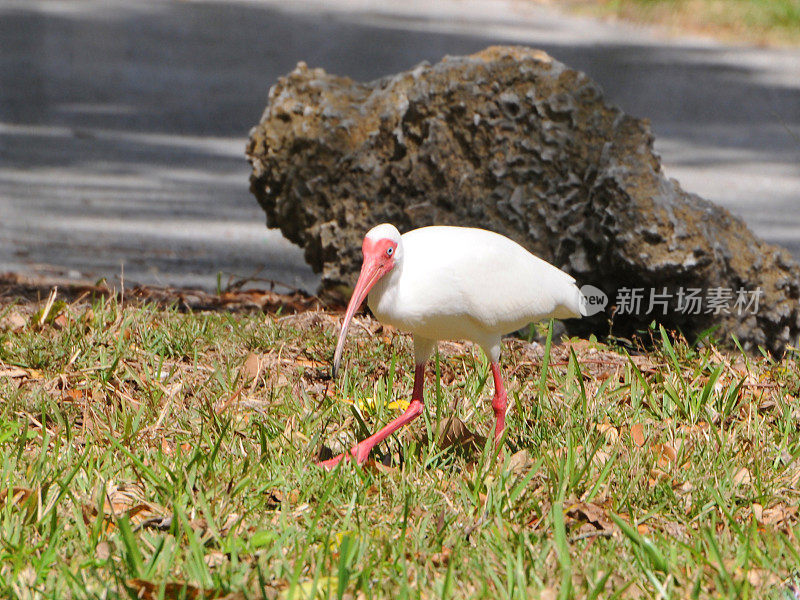 美洲白朱鹭