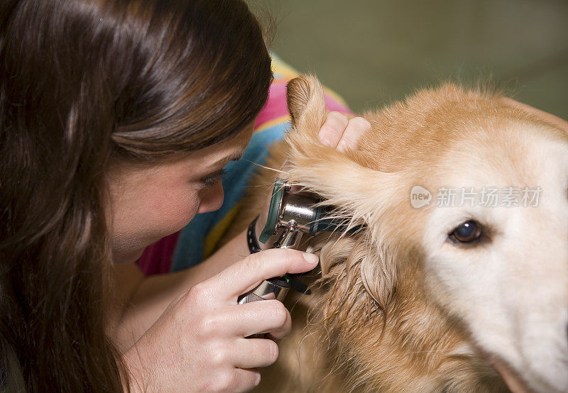 兽医技术员检查获救的金毛猎犬的耳朵