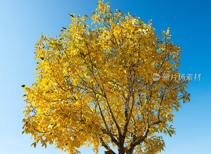 胡桃树,秋天