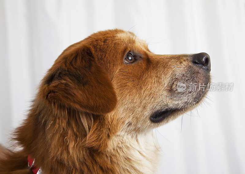 有红色长毛的部分金毛猎犬