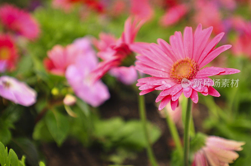 雏菊花