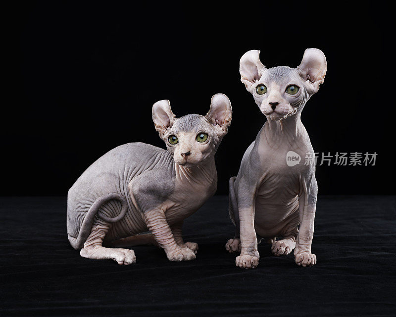 Sphynx猫