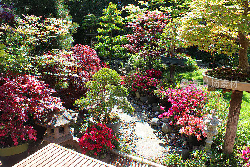 日本花园中有槭树(枫树)，杜鹃花，云树，盆景