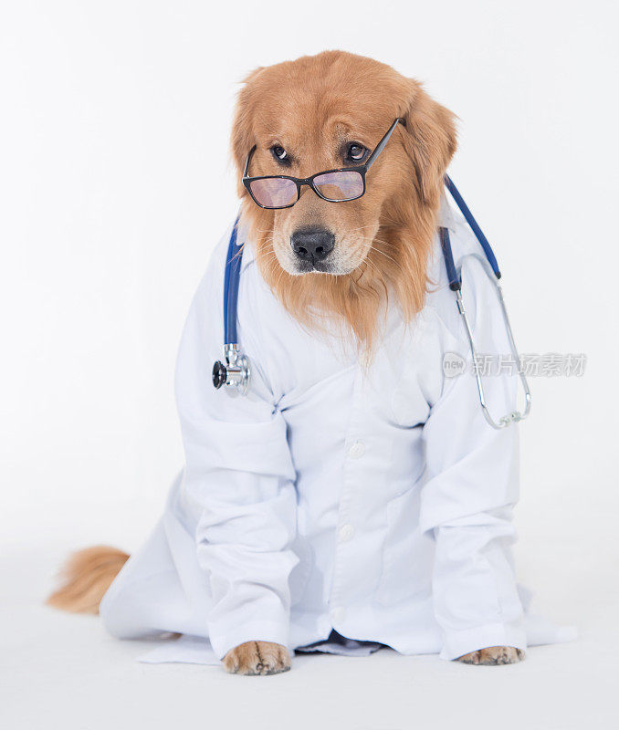 狗狗装扮成兽医
