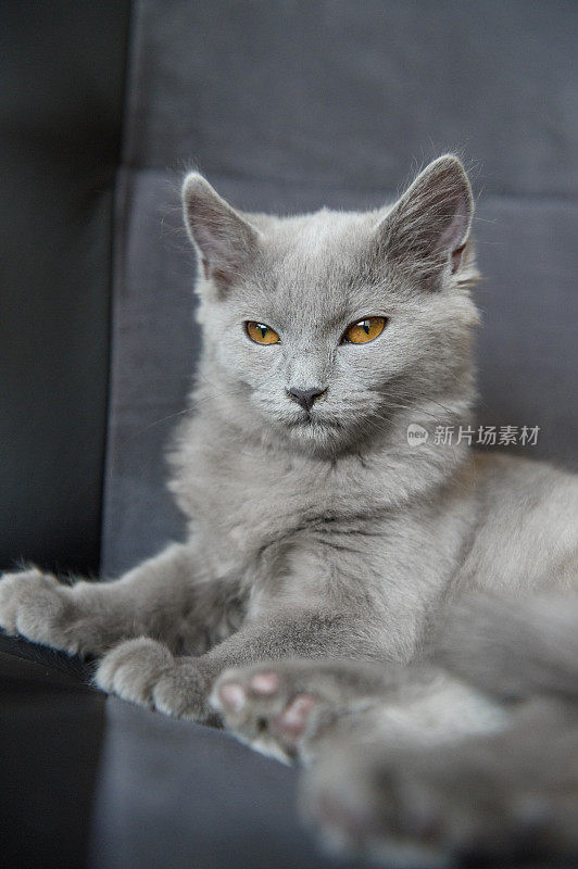 四个月大的Chartreux猫