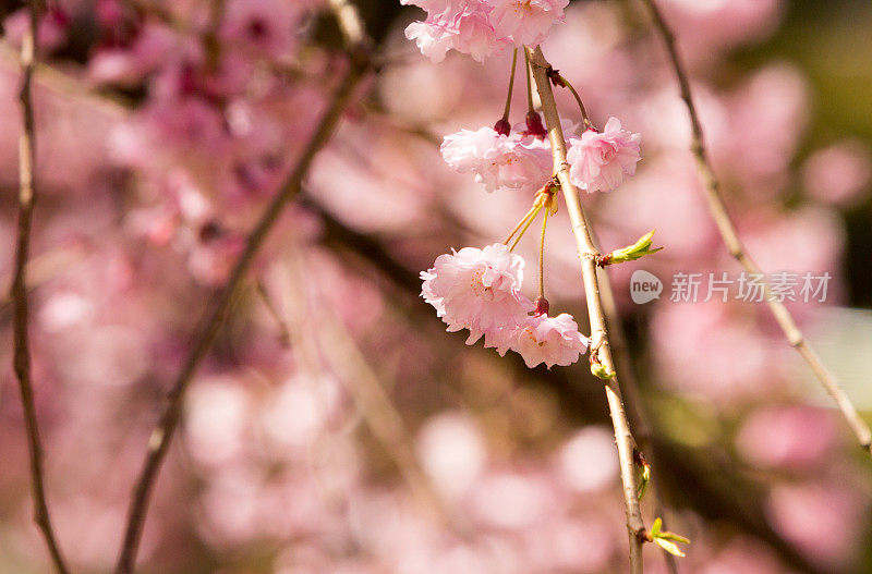 日本金泽的樱花