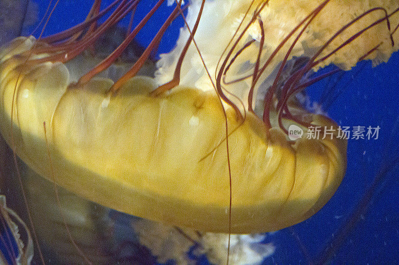 太平洋海荨麻刺丝囊触手