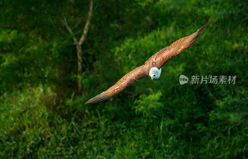 鹰在空中飞翔