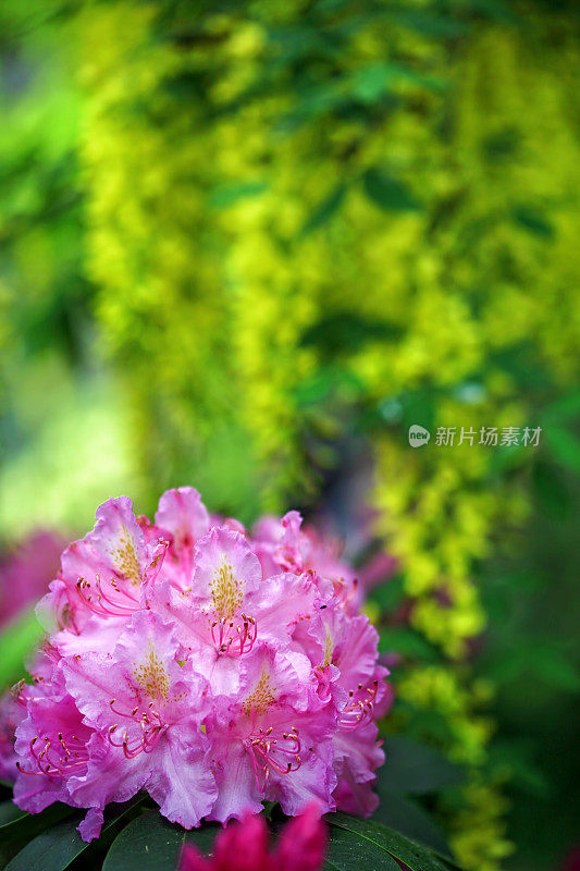 美丽的粉红色杜鹃花