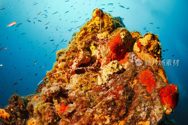 龙虾水下海洋生物珊瑚礁鱼类