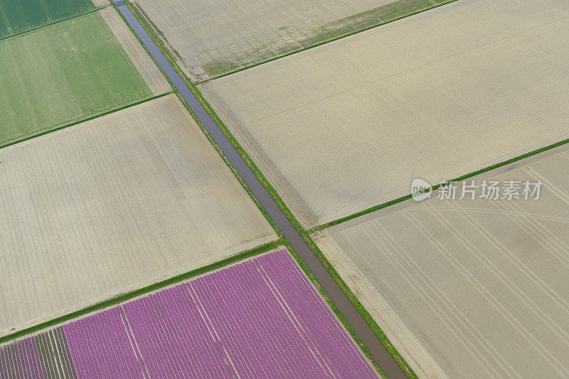 荷兰春季紫色郁金香花海的鸟瞰图