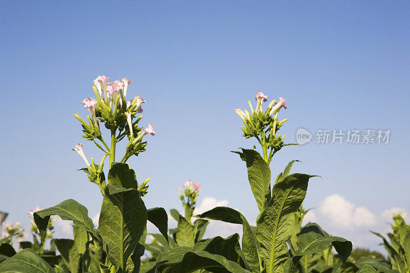 烟草花