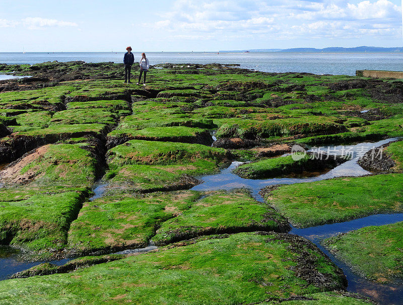 海藻覆盖的岩石和岩石池在海边的海滩