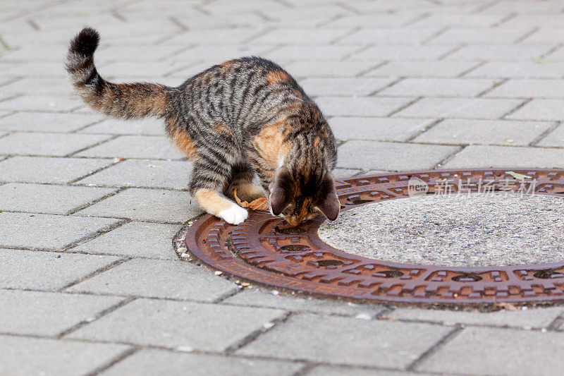 猫在城里