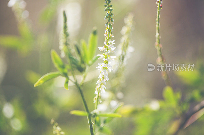 夏天的草地