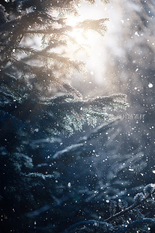 冬天的场景——树林里下雪