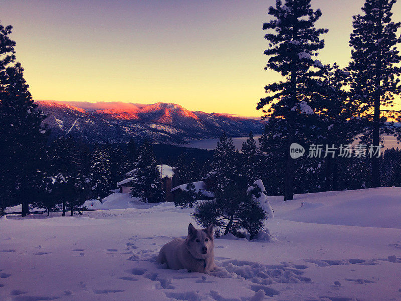 冬天的风景-山上的狼狗