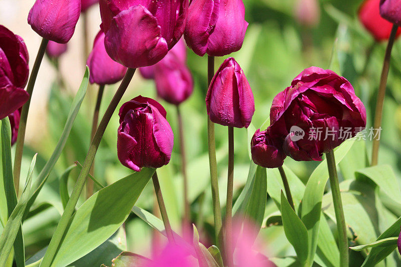 图片未开封，春天开花，紫色的郁金香花蕾，前景聚焦