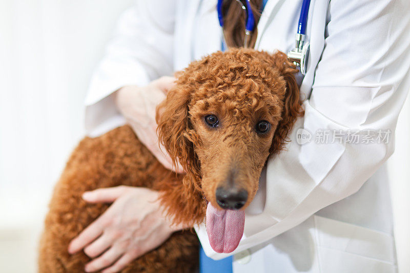 在动物诊所医院做兽医的狗病人