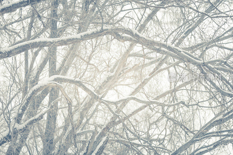 自然背景-白雪覆盖的光秃秃的树枝