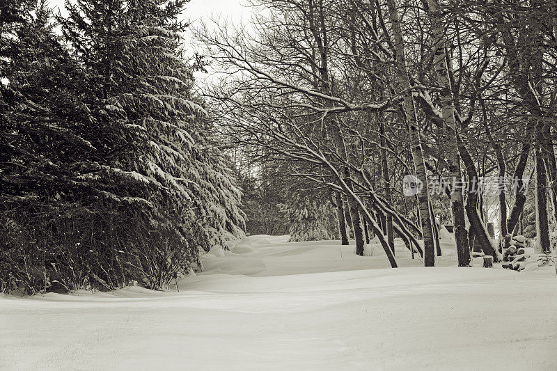 明尼苏达的冬天-雪堆和树